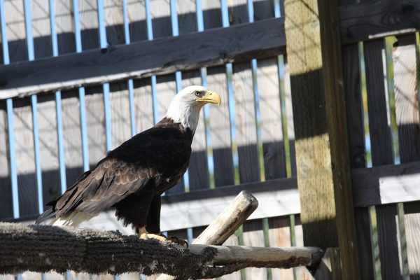 eagles_6